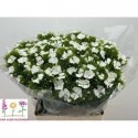 Dianthus Sweet blanc 60996 - Van Alem Bloemen