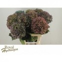 hortensia M CH PIMPERN CL - Royal Hydrangea