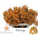 Waxflower Orange 60gr - Pacific Floral BV