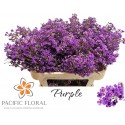 Waxflower Purple 60gr - Pacific Floral BV