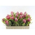 PROTEA LANCELOT - .