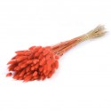 LAGURUS ORANGE - .