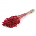 LAGURUS ROUGE - .