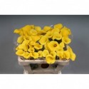 calla jaune ART - KALLALAND