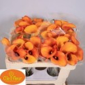 CALLA Hot Shot50 - Clefleur