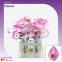 Calla Denver - Zandvoort Flowers