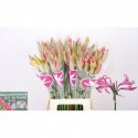 Nerine fuchsia 70 - Q.P. de Ruyter