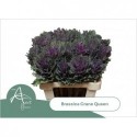 choux CRANE QUEEN - van Aert Flowers