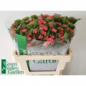 Dianthus barbatus Sweet Will Coral - Green...