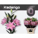 lilium DU KADANGO - QUALILY