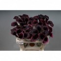 calla Cantor noir - KALLALAND