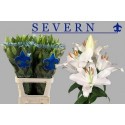lilium SEVERN - Frans Maalman BV