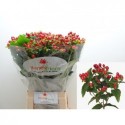 hypericum MAG TRIUMPH - Benev Flora Ltd