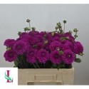 Dahlia Purple Fox - Mts. van der Linden & Zn