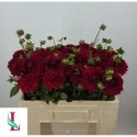 Dahlia Red Fox - Mts. van der Linden & Zn