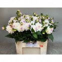 dahlia eveline l60 H50 2/3 - Kwekerij...