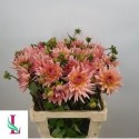 DAHLIA Henriette - Mts. van der Linden & Zn