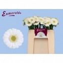 germini ALBINO - Esmeralda