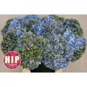 hortensia Pimpernel Classic Groen-bleu...