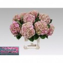 hortensia elbtal cl - Nijssen Baarlo