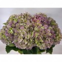 hortensia Verenablauwclassic65 - Van Wijk...