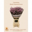 Limonium sinense Blush Diamond - Savannah...