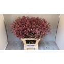 Limonium Scarlet Diamond L70 H25 G34 -...