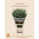 Limonium sinense Cool Diamond - Savannah...