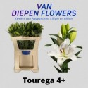 lilium Tourega 4+ - C.A. van Diepen & Zn.