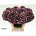 hortensia Rubyred P CL.60 bol 20 - De Hoge...