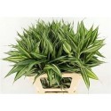 Drac Sand Victory 62cm - Green Flor BV