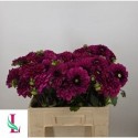 DAHLIA Lilac Bull - Mts. van der Linden & Zn