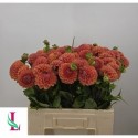 DAHLIA Cornel Bronze - Mts. van der Linden...