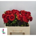 Dahlia Brown Sugar - Mts. van der Linden & Zn
