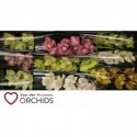 CYMBIDIUM 60 cm Gemengd. - v.d. Houwen...