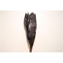 Cordyline Black Tie - Green Flor BV