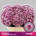 santini KISMO PINK - Zentoo