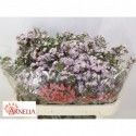 wax Dancing Queen - Arnelia