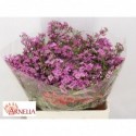 wax Purple Rain fuchsia - Arnelia