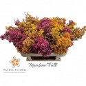 Waxflower Rainbow Fall 50gr - Pacific...