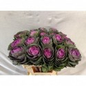 choux Condor Red 60cm 20stuks - Diunt Flowers