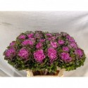 choux First Lady 70cm 30stuks - Diunt Flowers