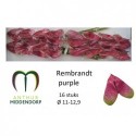 anthurium rembrandt purple x 16 -...