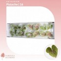 Anthurium Pistache - Floricola Iacomino
