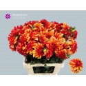 DAHLIA Japlou - Bokaflow Holland