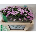 Dianthus barbatus 'Amazon Rose Magic' -...