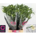 FREESIA Corvette blc Haak - Kwekerij...