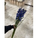 Delphinium Bleu - Colombie