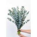 Eucalyptus Baby Blue - Italie