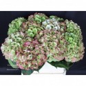 hortensia verena classic 80 - van Dijk...